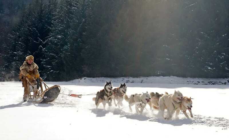 Chien de traineau matériel